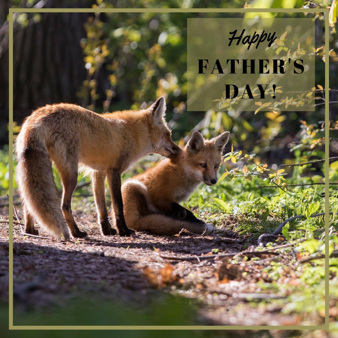 Happy Father's day to all the dads from all of us at Foxridge! We hope your day is filled with warm hugs and bright smiles.